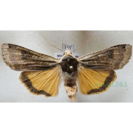 Noctua pronuba (Linnaeus, 1758) Rolnica tasiemka Czech19f